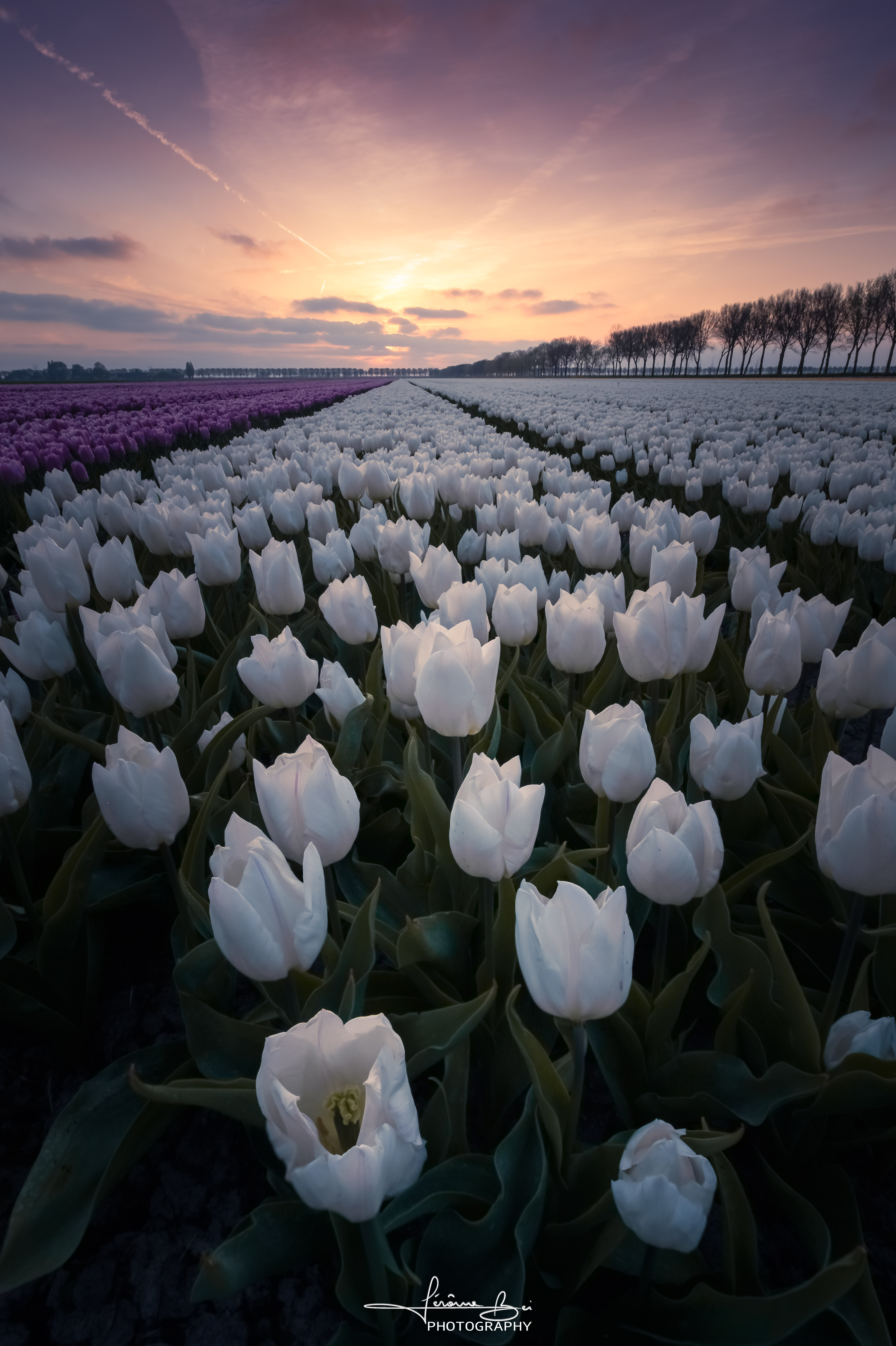 Lines of Spring image